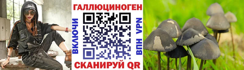 хочу наркоту  Новохопёрск  Галлюциногенные грибы Psilocybe 